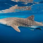 A Landmark ‘High Seas Treaty’ Has Arrived. Here’s Why It’s a Big Deal. : ScienceAlert