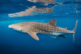 A Landmark ‘High Seas Treaty’ Has Arrived. Here’s Why It’s a Big Deal. : ScienceAlert