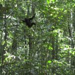 Among chimpanzees, thrill-seeking peaks in toddlerhood