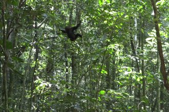 Among chimpanzees, thrill-seeking peaks in toddlerhood