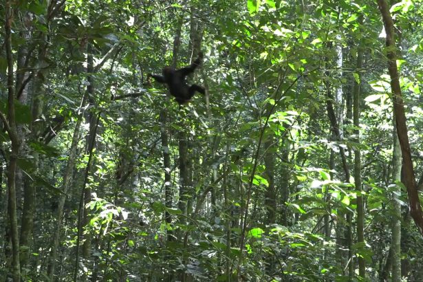 Among chimpanzees, thrill-seeking peaks in toddlerhood