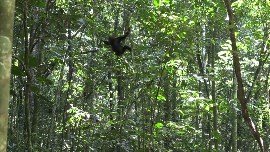 Among chimpanzees, thrill-seeking peaks in toddlerhood