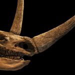 An Ancient Wolf Cub’s Last Meal Just Rewrote The Woolly Rhino Extinction Story : ScienceAlert