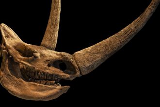 An Ancient Wolf Cub’s Last Meal Just Rewrote The Woolly Rhino Extinction Story : ScienceAlert