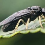 An all-female wasp is rapidly spreading across North America’s elms