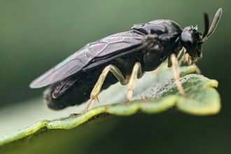 An all-female wasp is rapidly spreading across North America’s elms