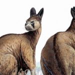 Ancient giant kangaroos could have hopped despite their huge size