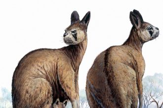 Ancient giant kangaroos could have hopped despite their huge size
