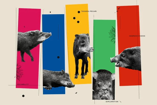 Animal personalities can play a big role in saving species