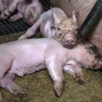 Animal rights and legal wrongs