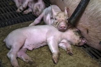 Animal rights and legal wrongs