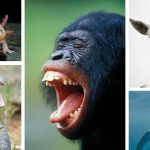 Animals experience joy. Scientists want to measure it