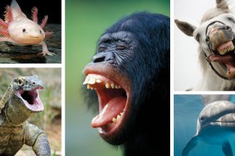 Animals experience joy. Scientists want to measure it