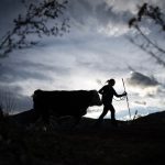 At National Western Stock Show, Colorado 4-H teens hope to make sales
