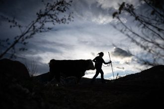 At National Western Stock Show, Colorado 4-H teens hope to make sales
