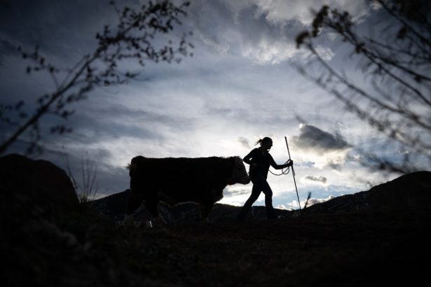 At National Western Stock Show, Colorado 4-H teens hope to make sales