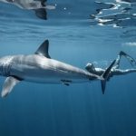 Attacks in Australia prompt shark warning for NZ