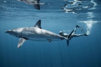 Attacks in Australia prompt shark warning for NZ