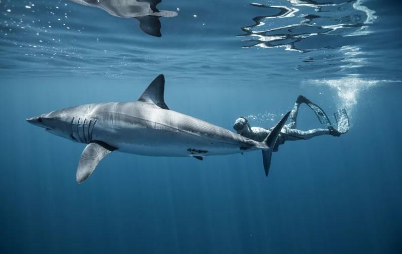 Attacks in Australia prompt shark warning for NZ