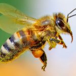 Bees May Tell Us if We Can Use Math to Talk to Aliens : ScienceAlert