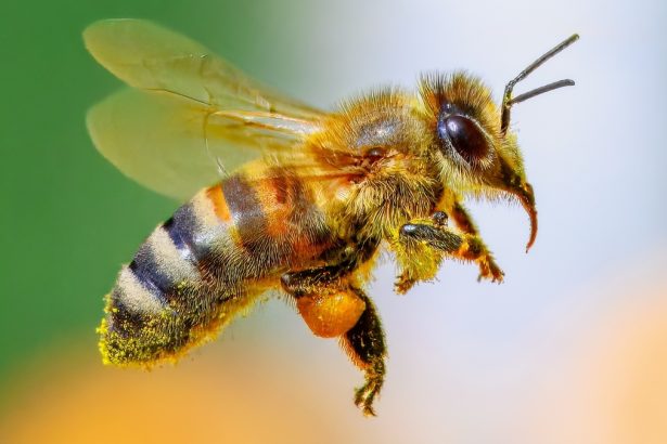 Bees May Tell Us if We Can Use Math to Talk to Aliens : ScienceAlert