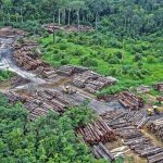 Biodiversity loss ‘threat to security’