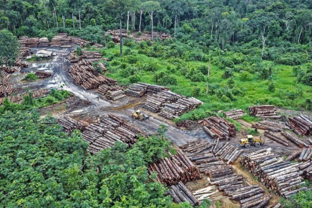 Biodiversity loss ‘threat to security’