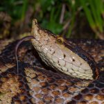 Botox could be used to fight snakebite