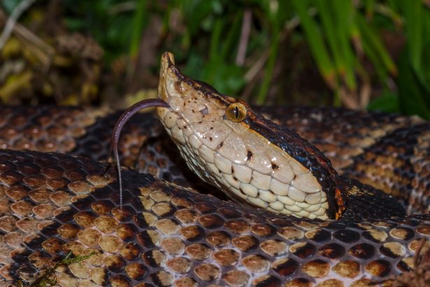 Botox could be used to fight snakebite