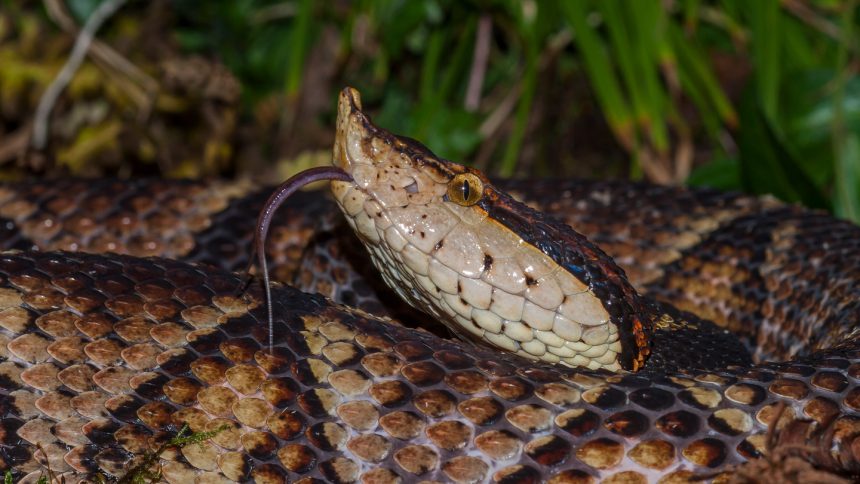 Botox could be used to fight snakebite