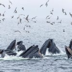 Bubble feeding trick spreads through humpback whale social groups