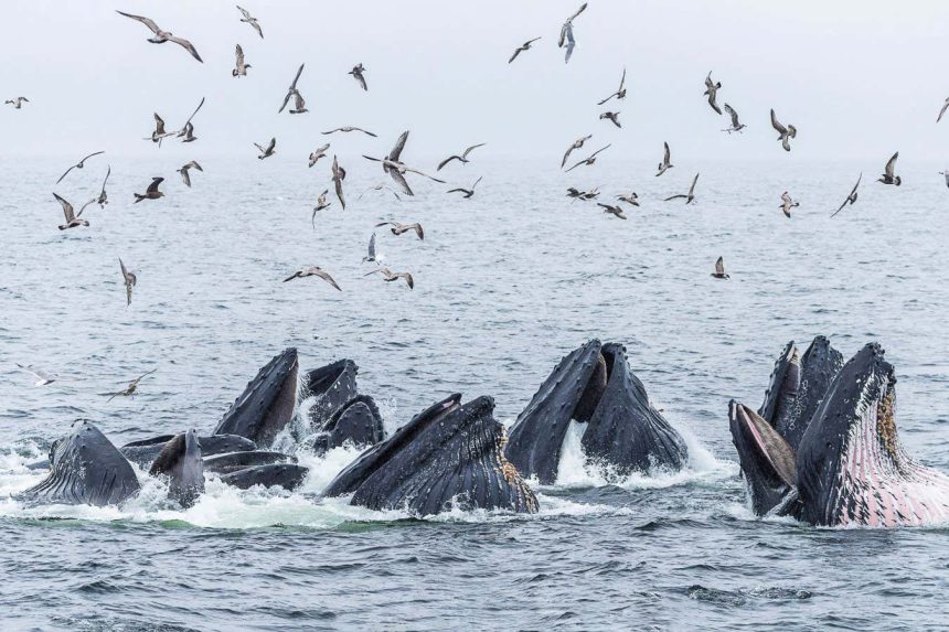 Bubble feeding trick spreads through humpback whale social groups