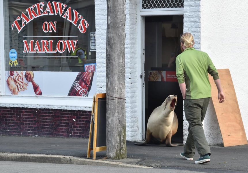 Busy mum pops in for takeaway