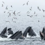 Canadian humpback whales thrive with a little help from their friends