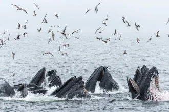 Canadian humpback whales thrive with a little help from their friends