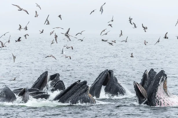 Canadian humpback whales thrive with a little help from their friends