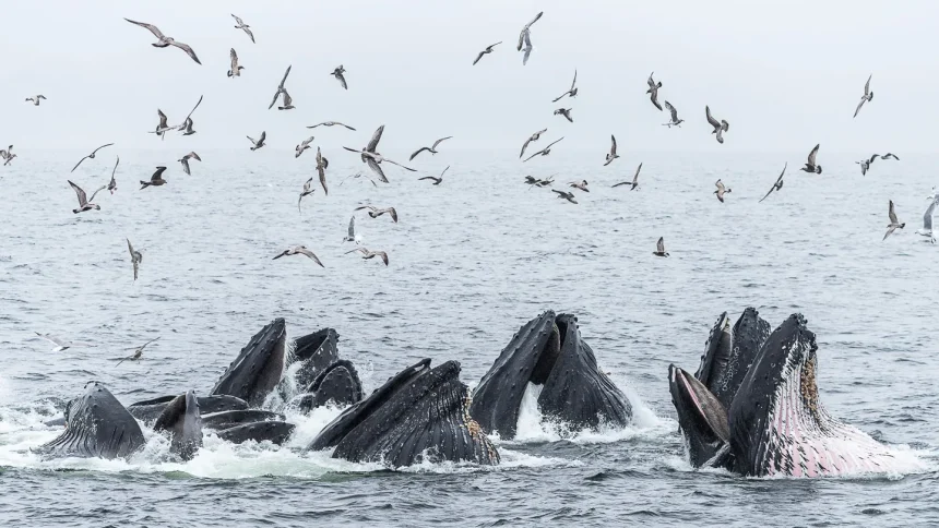 Canadian humpback whales thrive with a little help from their friends