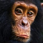 Chimps Reveal Why Teenagers Are Notorious For Risky Behaviors : ScienceAlert