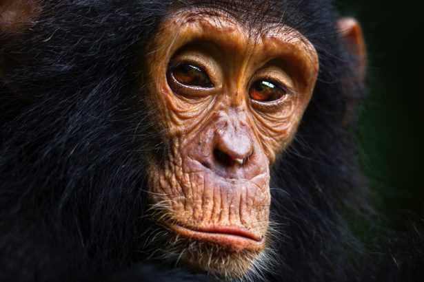 Chimps Reveal Why Teenagers Are Notorious For Risky Behaviors : ScienceAlert
