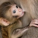 Contraception May Extend The Life of Some Mammal Groups by 10% : ScienceAlert