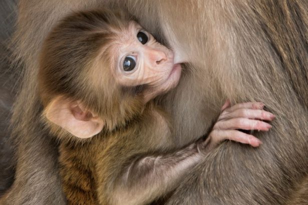 Contraception May Extend The Life of Some Mammal Groups by 10% : ScienceAlert