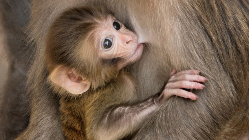 Contraception May Extend The Life of Some Mammal Groups by 10% : ScienceAlert