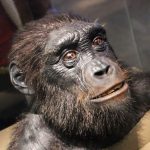 Controversial Ancestor Found to Have Done Something Eerily Human : ScienceAlert