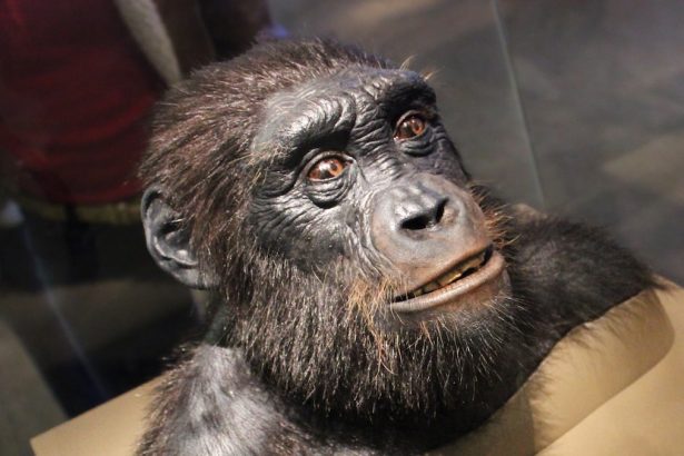 Controversial Ancestor Found to Have Done Something Eerily Human : ScienceAlert