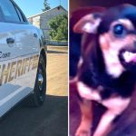 Cops search for missing puppy hurled at them by suspect
