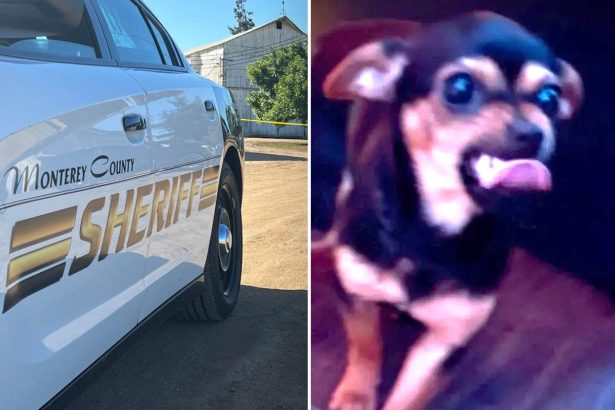 Cops search for missing puppy hurled at them by suspect