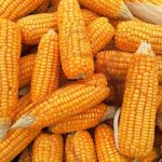 Corn Extending Losses on Tuesday Morning