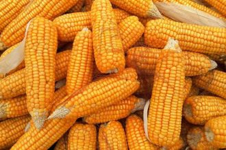Corn Extending Losses on Tuesday Morning