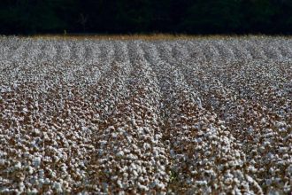 Cotton Rallying Higher on Monday