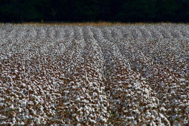Cotton Rallying Higher on Monday